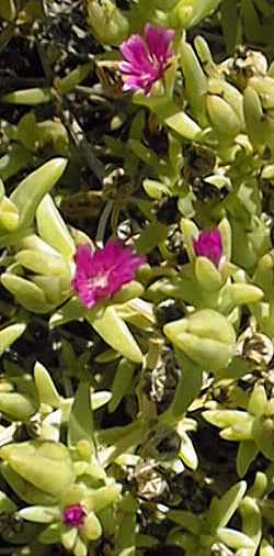 (Delosperma vinaceum)