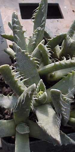 Tiger's Jaw(Faucaria tigrina)