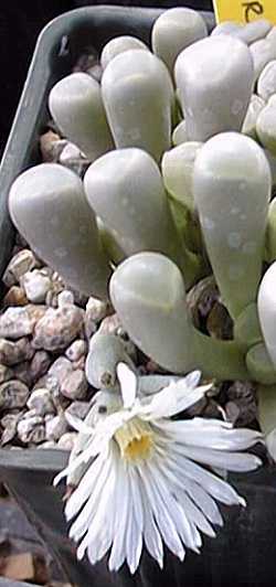 Baby Toes, Sand(Fenestraria rhopalophylla)