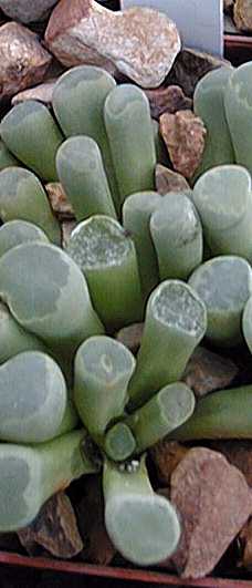 Baby Toes(Frithia pulchra)