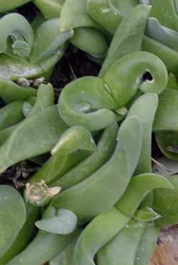 (Gibbaeum haagei)