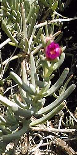 Midday Flower(Lampranthus amoenus)