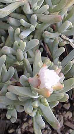 Ice Plant(Lampranthus plautus)