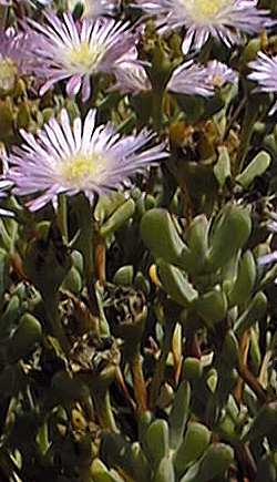 Trailing Ice Plant(Lampranthus spectabilis)