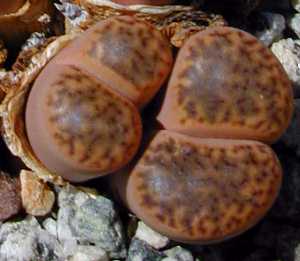 (Lithops bromfieldii var. insularis )