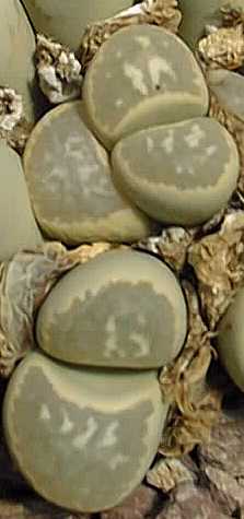 (Lithops marmorata ssp. marmorata )