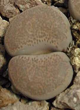 (Lithops terricolor)