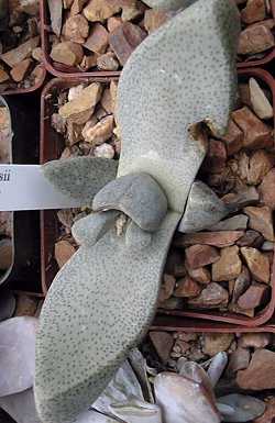 Mimicry Plant(Pleiospilos bolusii)