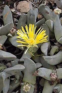 Mimicry Plant(Pleiospilos compactus)