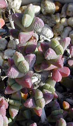 (Ruschia exaltata)