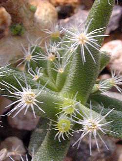 (Trichodiadema densum)