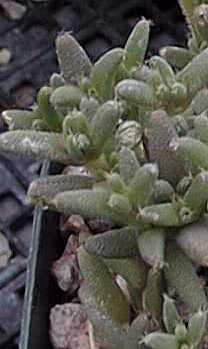 Karee Moer(Trichodiadema stellatum)