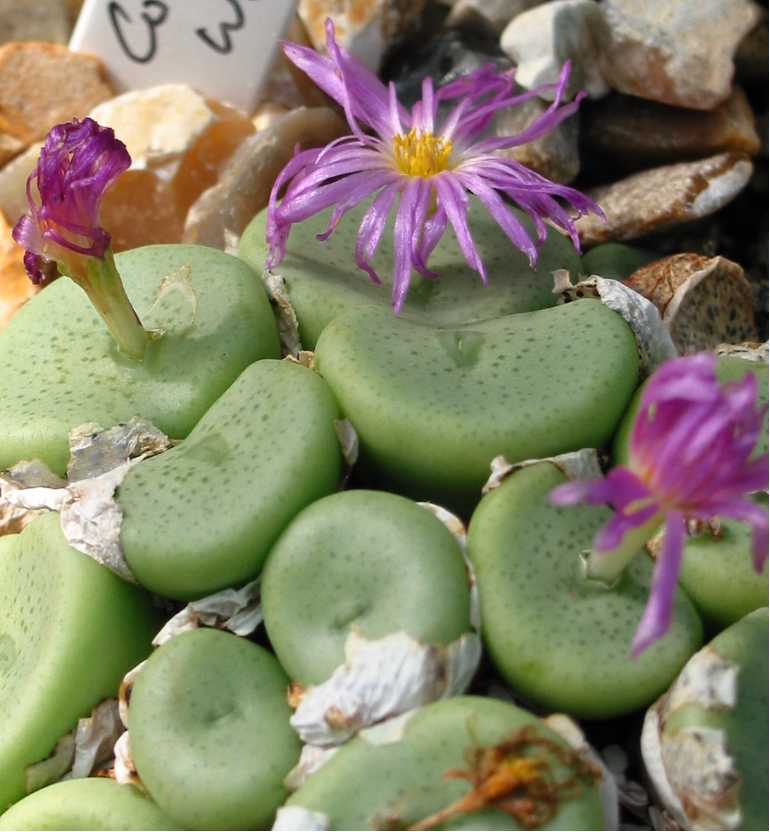 Conophytum wettsteinii