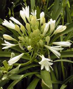 Lily of the Nile(Agapanthus 'Rancho White')