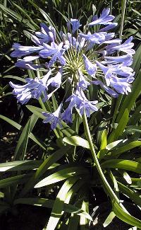 Lily of the Nile(Agapanthus orientalis)