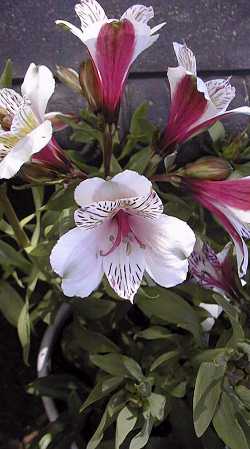 Inca Lily, Amancay(Alstroemeria aurantiaca)
