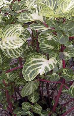 Herbst's Bloodleaf(Iresine herbstii)