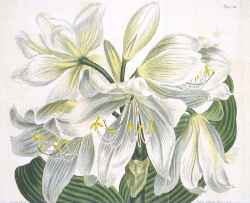 Swamp Lily, Spider Lily(Crinum jagus)
