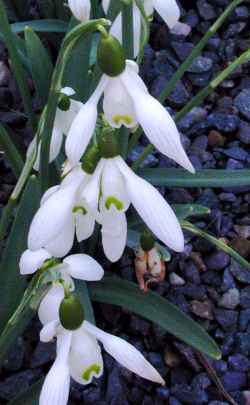 Snowdrop(Galanthus nivalis)