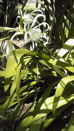 Spider lily(Hymenocallis longipetala)