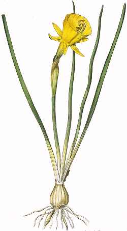 Hoop Petticoat Daffodil(Narcissus bulbocodium)