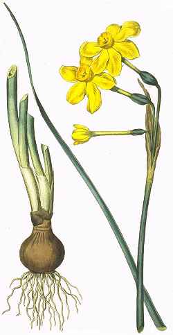 Jonquil(Narcissus jonquilla)