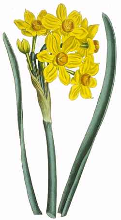 Polyanthus Narcissus(Narcissus tazetta)
