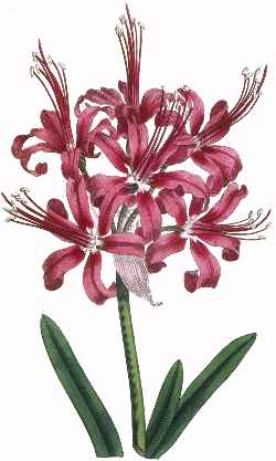Guernsey Lily(Nerine sarniensis)