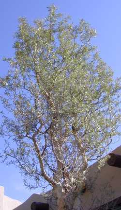 Elephant Tree, Copalquín, Torote Blanco(Pachycormus discolor)