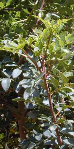 Mastic Tree, Evergreen Pistache(Pistacia lentiscus)