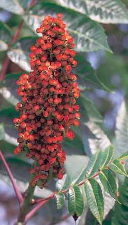 Smooth Sumac(Rhus glabra)