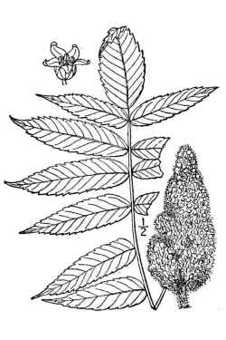 Staghorn Sumac(Rhus hirta)