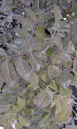 Evergreen Sumac(Rhus virens)