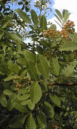 Brazilian Pepper-Tree (Schinus terebinthifolius)