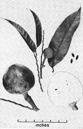 Custard Apple, Bullock's Heart, Corazón(Annona reticulata)