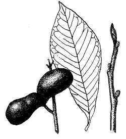 Paw paw(Asimina triloba)