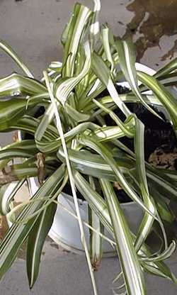 Spider Plant(Chlorophytum comosum)