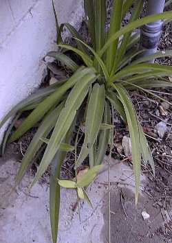 Spider Plant(Chlorophytum comosum)