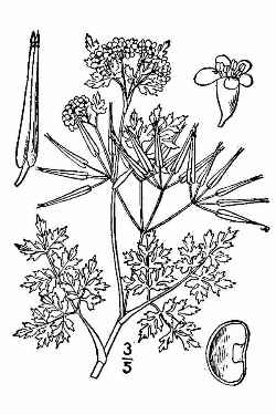 Garden Chervil(Anthriscus cerefolium)
