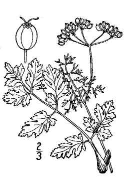 Coriander, Cilantro, Chinese Parsley(Coriandrum sativum)