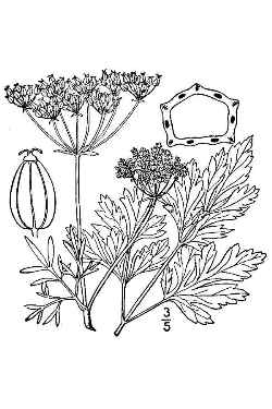 Parsley(Petroselinum crispum)