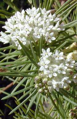 Threadleaf Milkweed, Pineleaf Milkweed(Asclepias linaria)