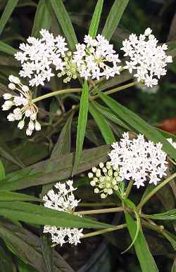 Aquatic Milkweed, White Milkweed(Asclepias perennis)