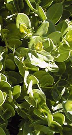 Natal Plum(Carissa macrocarpa 'Green Carpet')