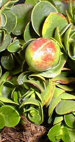 Natal Plum(Carissa macrocarpa)