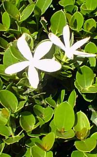 Natal Plum(Carissa macrocarpa)