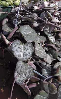 Rosary Vine(Ceropegia woodii)