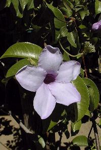 India Rubber Vine, Purple Allamanda(Cryptostegia grandiflora)