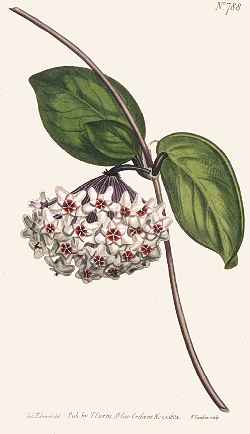 Wax Plant, Wax Flower, Porcelain Flower(Hoya carnosa)
