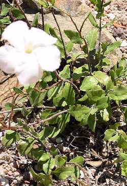 Rock Trumpet(Macrosiphonia brachysiphon)